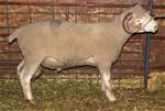 Coyote Acres Kiwi 477N